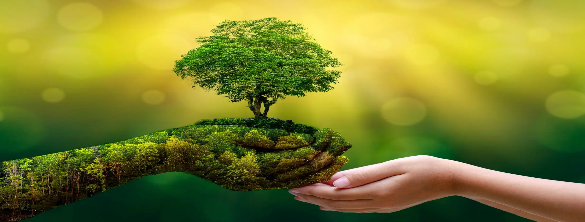 Image for Connect with Nature